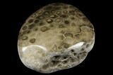 Polished Petoskey Stone (Fossil Coral) - Michigan #177182-1